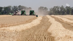 Сельхозпроизводители Ставрополья получили субсидии на развитие хозяйств 